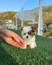 Rolly Teacup Puppies MOOKIE - MALE (PURCHASED by JEAN).