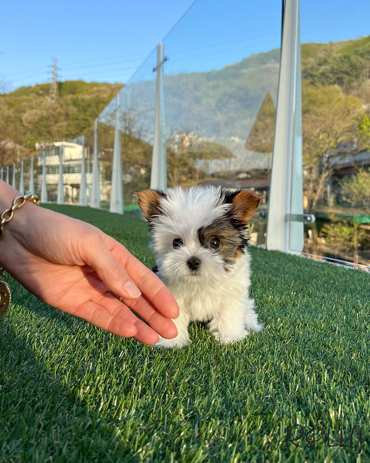 Rolly Teacup Puppies MOOKIE - MALE (PURCHASED by JEAN).