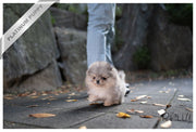 Rolly Teacup Puppies MR. PICKLES - MALE (PURCHASED by GARLAND).