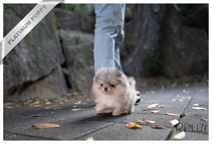 Rolly Teacup Puppies MR. PICKLES - MALE (PURCHASED by GARLAND).