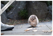 Rolly Teacup Puppies MR. PICKLES - MALE (PURCHASED by GARLAND).