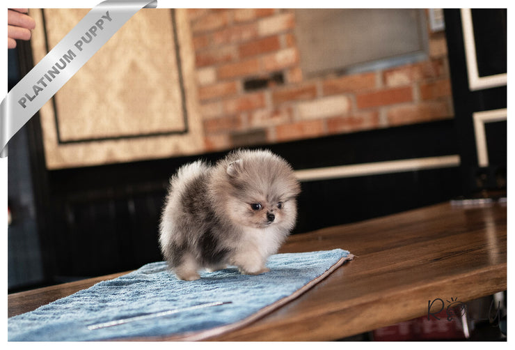 Rolly Teacup Puppies MR. PICKLES - MALE (PURCHASED by GARLAND).