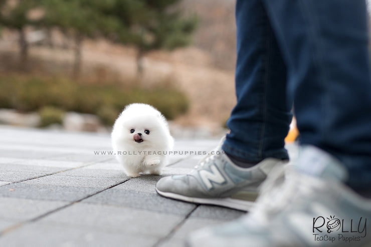 Rolly Teacup Puppies (SOLD to Cao) Musketeer - Pomeranian. M.