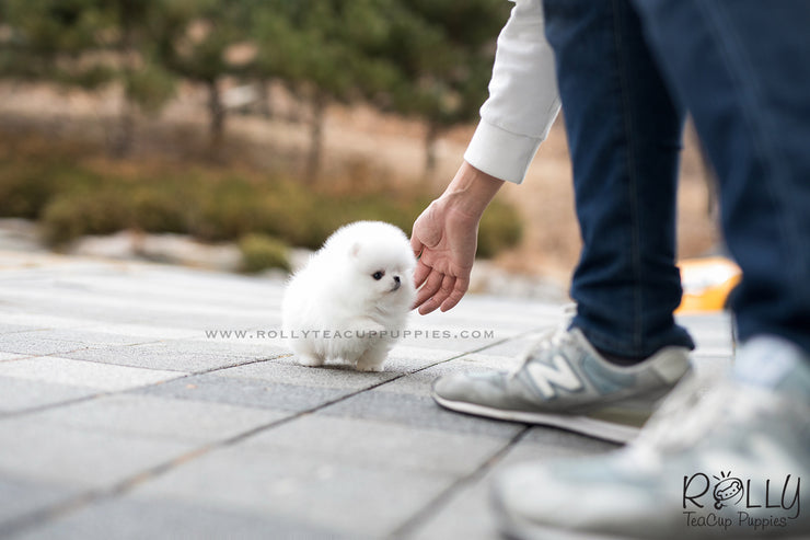 Rolly Teacup Puppies (SOLD to Cao) Musketeer - Pomeranian. M.