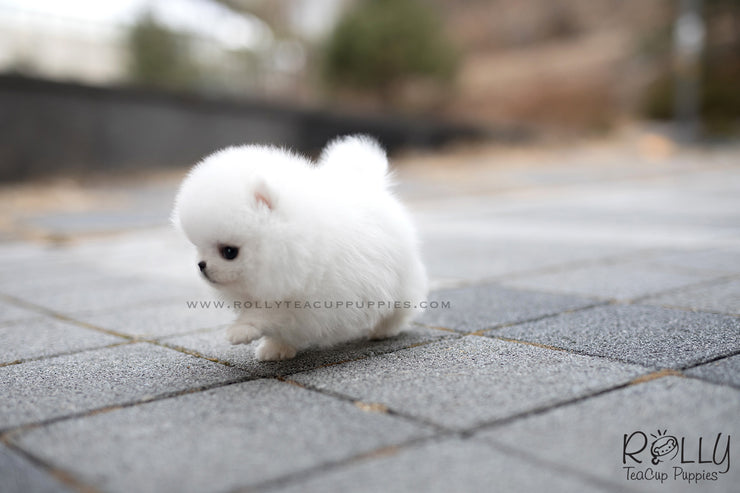 Rolly Teacup Puppies (SOLD to Cao) Musketeer - Pomeranian. M.