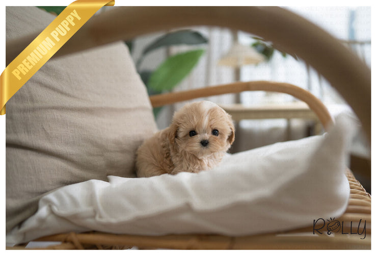 Rolly Teacup Puppies MUFFIN - MALE (PURCHASED by MILLER).
