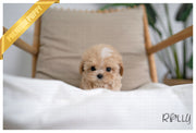 Rolly Teacup Puppies MUFFIN - MALE (PURCHASED by MILLER).