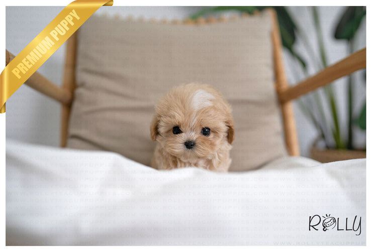 Rolly Teacup Puppies MUFFIN - MALE (PURCHASED by MILLER).
