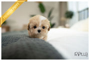 Rolly Teacup Puppies MUFFIN - MALE (PURCHASED by MILLER).