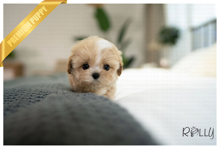 Rolly Teacup Puppies MUFFIN - MALE (PURCHASED by MILLER).