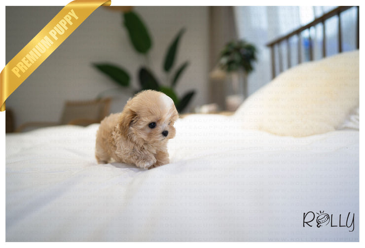 Rolly Teacup Puppies MUFFIN - MALE (PURCHASED by MILLER).