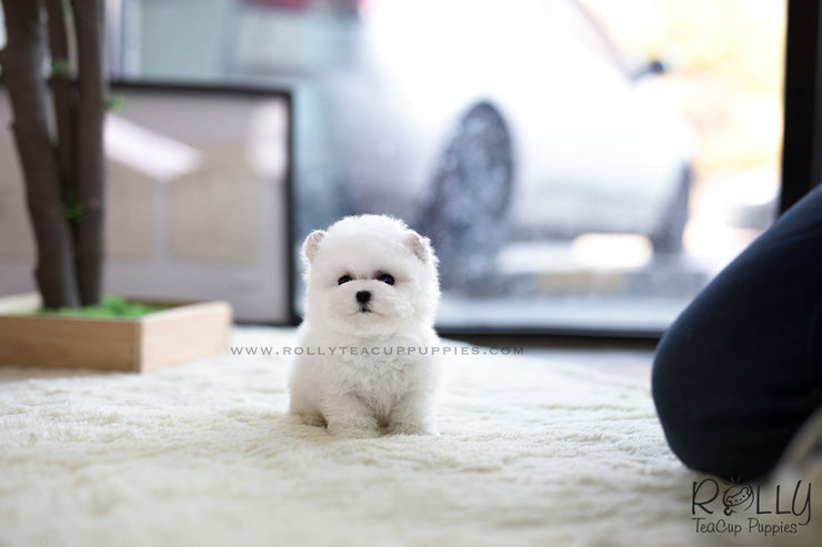 Rolly Teacup Puppies (SOLD to Lynn) Bell - Bichon. M.
