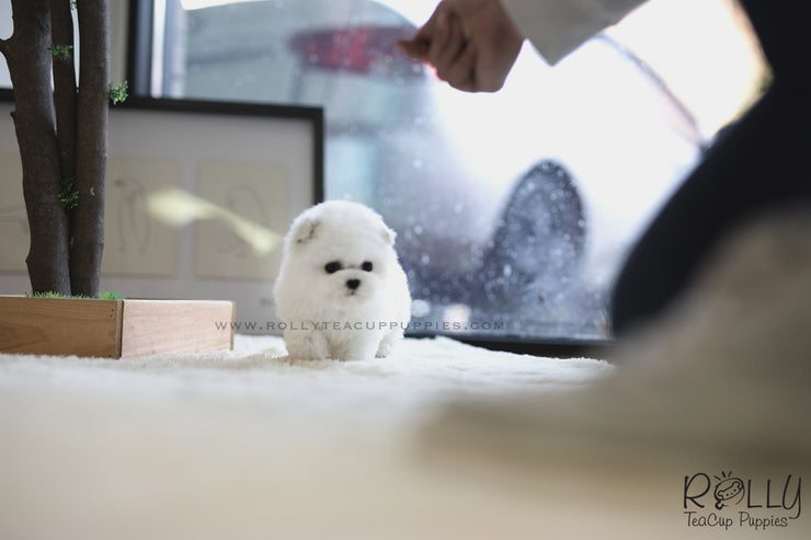 Rolly Teacup Puppies (SOLD to Lynn) Bell - Bichon. M.