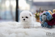 Rolly Teacup Puppies (SOLD to Lynn) Bell - Bichon. M.