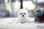 Rolly Teacup Puppies (SOLD to Lynn) Bell - Bichon. M.