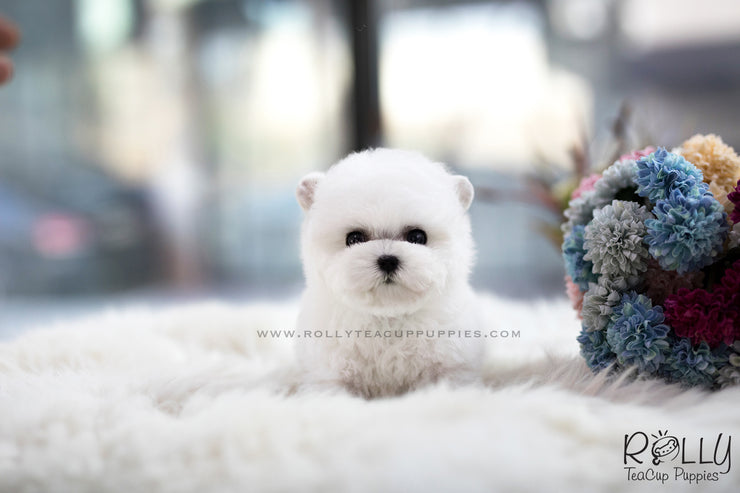 Rolly Teacup Puppies (SOLD to Lynn) Bell - Bichon. M.