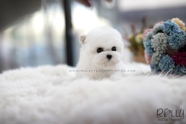 Rolly Teacup Puppies (SOLD to Lynn) Bell - Bichon. M.