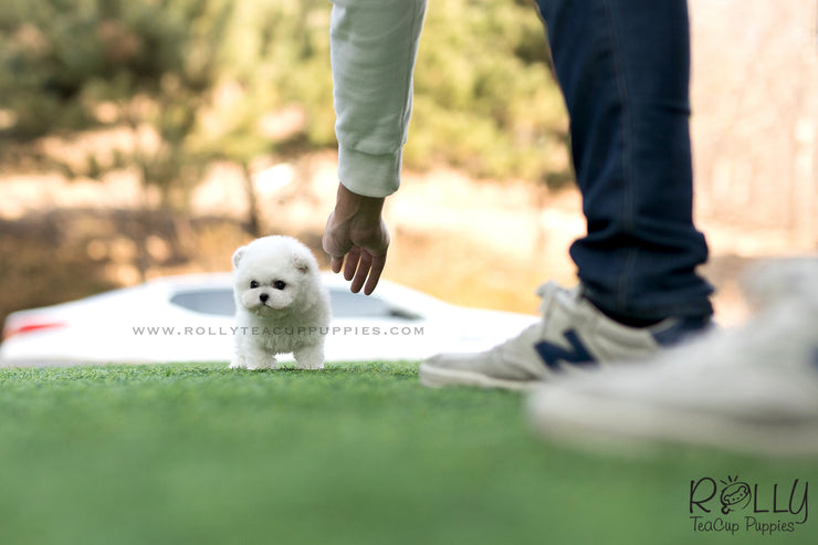 Rolly Teacup Puppies (SOLD to Lynn) Bell - Bichon. M.