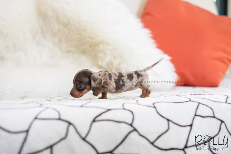 Rolly Teacup Puppies (SOLD to Bilbao) Maggie - Dachshund. F.