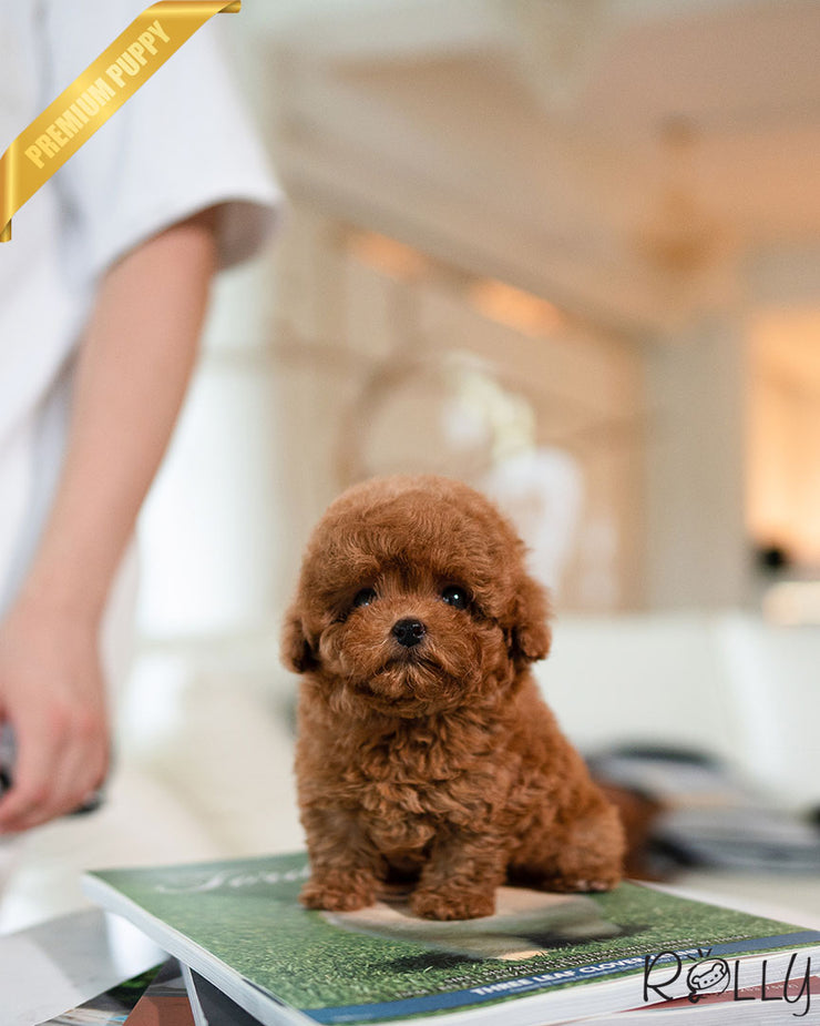 Rolly Teacup Puppies MAGGIE - FEMALE (PURCHASED by ALSTON).
