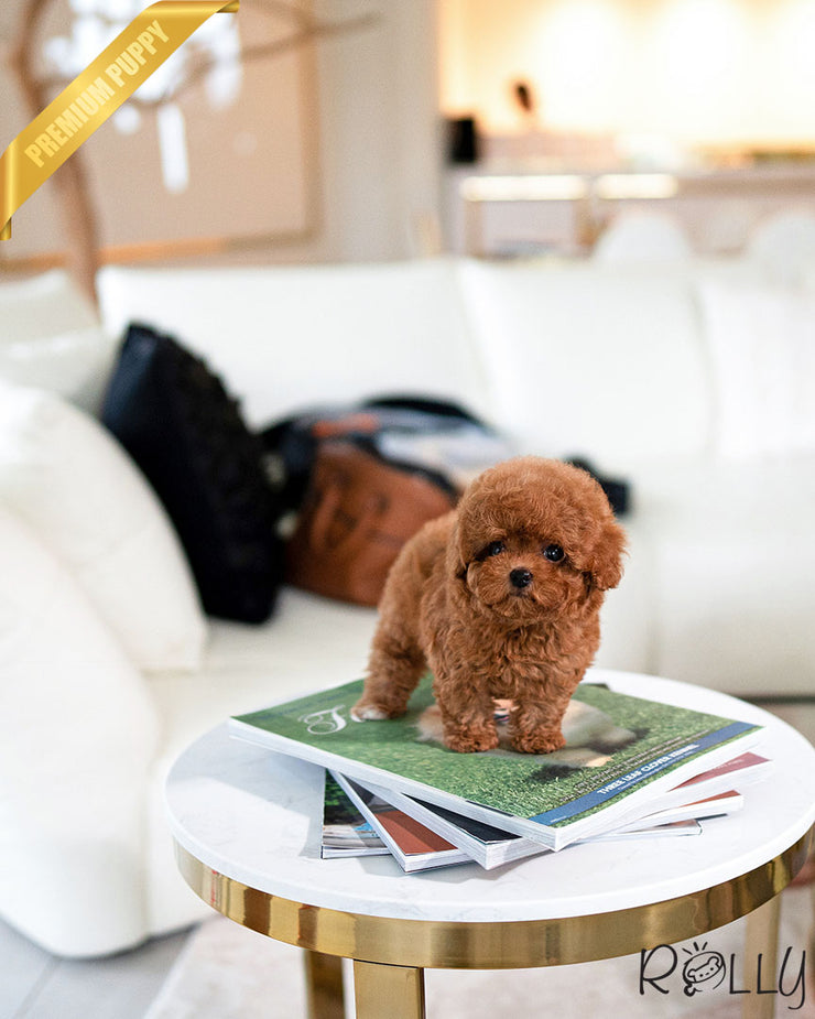Rolly Teacup Puppies MAGGIE - FEMALE (PURCHASED by ALSTON).