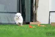 Rolly Teacup Puppies (SOLD to Beltran) Kiwi - Maltese. M.