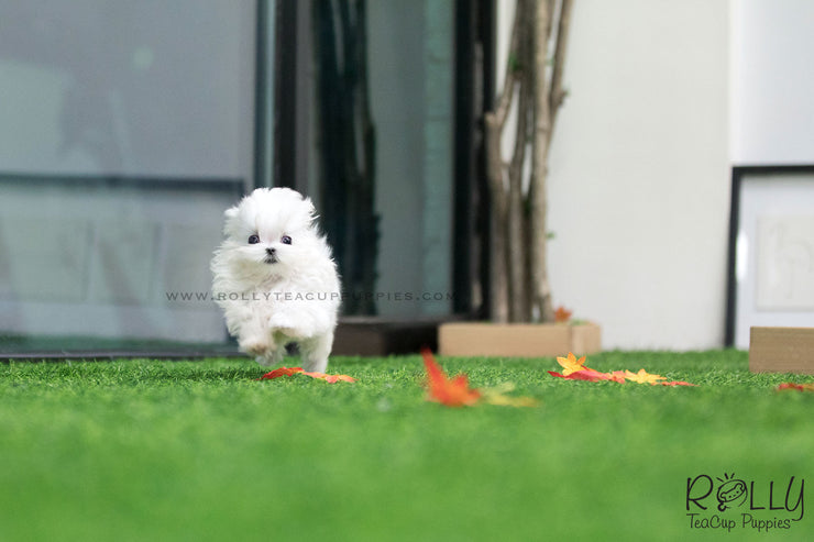 Rolly Teacup Puppies (SOLD to Beltran) Kiwi - Maltese. M.