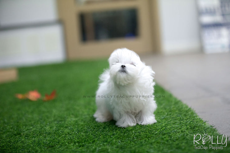 Rolly Teacup Puppies (SOLD to Beltran) Kiwi - Maltese. M.