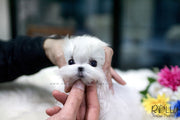 Rolly Teacup Puppies (SOLD to Beltran) Kiwi - Maltese. M.