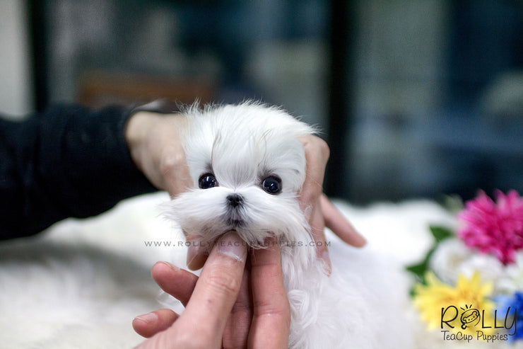 Rolly Teacup Puppies (SOLD to Beltran) Kiwi - Maltese. M.