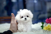 Rolly Teacup Puppies (SOLD to Beltran) Kiwi - Maltese. M.