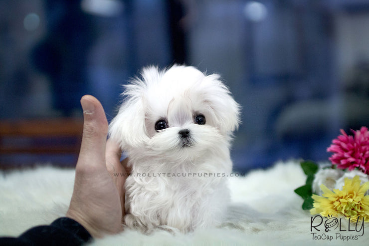 Rolly Teacup Puppies (SOLD to Beltran) Kiwi - Maltese. M.