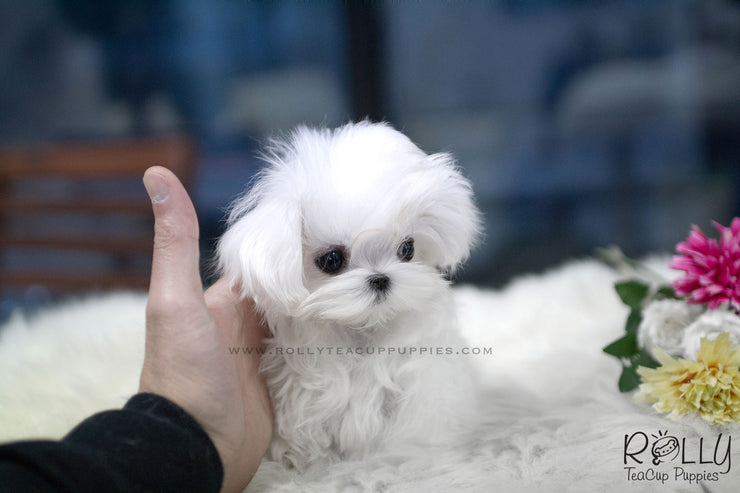 Rolly Teacup Puppies (SOLD to Beltran) Kiwi - Maltese. M.