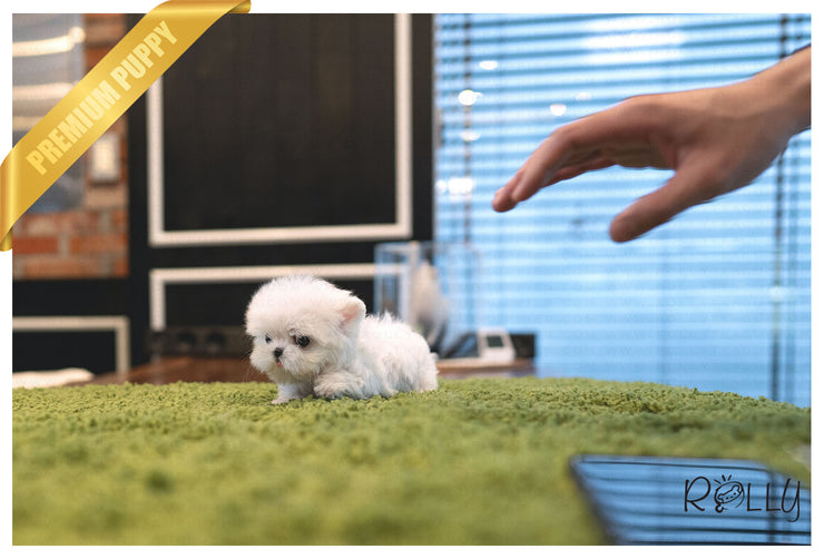 Rolly Teacup Puppies (PURCHASED by Hartman) TEENY - Maltese. F.