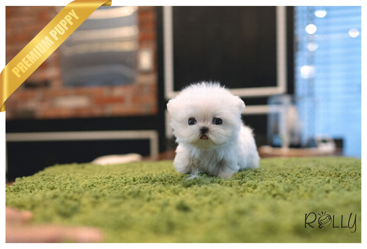 Rolly Teacup Puppies (PURCHASED by Hartman) TEENY - Maltese. F.