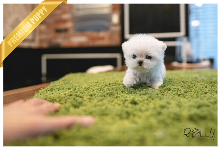 Rolly Teacup Puppies (PURCHASED by Hartman) TEENY - Maltese. F.