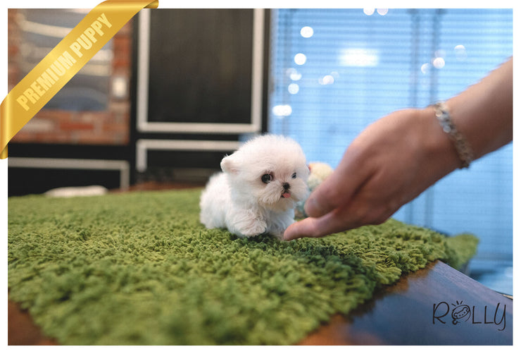 Rolly Teacup Puppies (PURCHASED by Hartman) TEENY - Maltese. F.