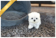 Rolly Teacup Puppies (PURCHASED by Hartman) TEENY - Maltese. F.