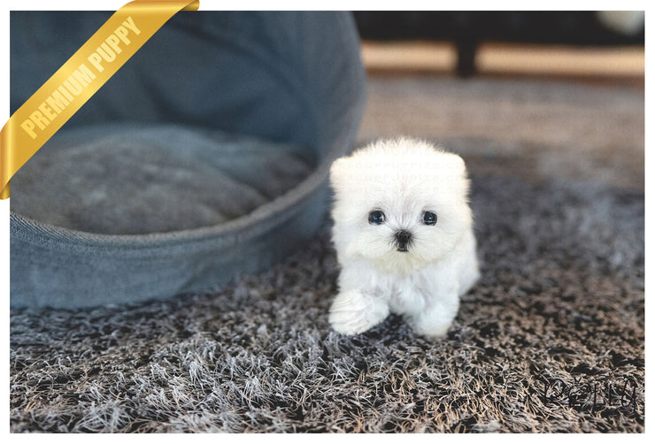 Rolly Teacup Puppies (PURCHASED by Hartman) TEENY - Maltese. F.