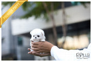 Rolly Teacup Puppies (Purchased by Pitts) Peter Pan - Maltese. M.