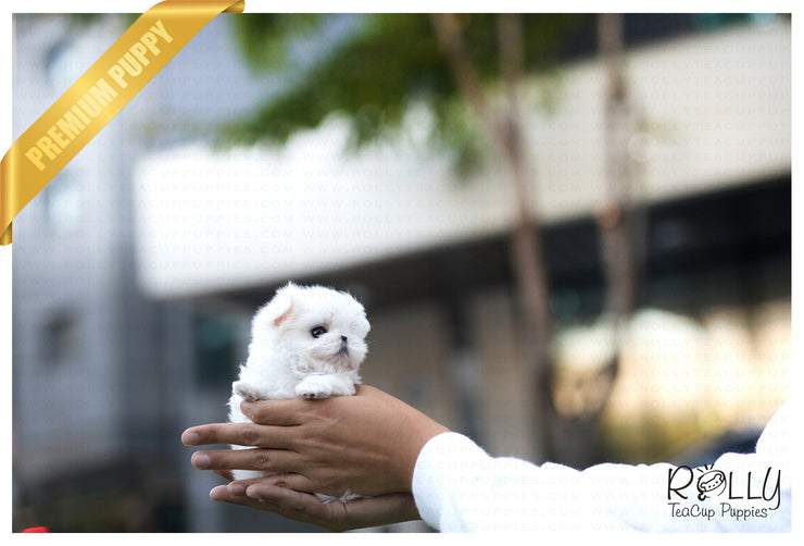 Rolly Teacup Puppies (Purchased by Pitts) Peter Pan - Maltese. M.