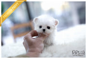 Rolly Teacup Puppies (Purchased by Pitts) Peter Pan - Maltese. M.