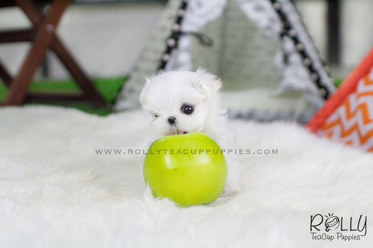 Rolly Teacup Puppies Bella - Maltese.