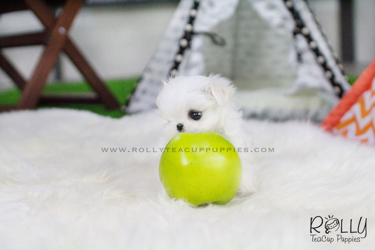 Rolly Teacup Puppies Bella - Maltese.