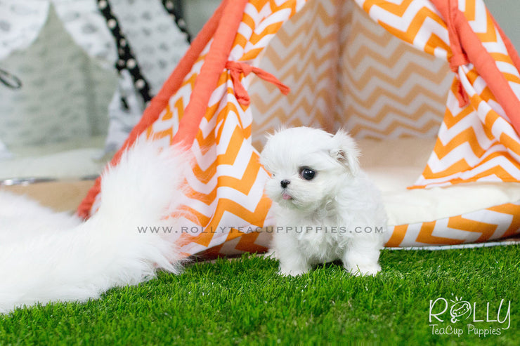 Rolly Teacup Puppies Bella - Maltese.