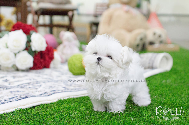 Rolly Teacup Puppies Bailey - Maltese.