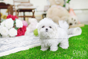 Rolly Teacup Puppies Bailey - Maltese.