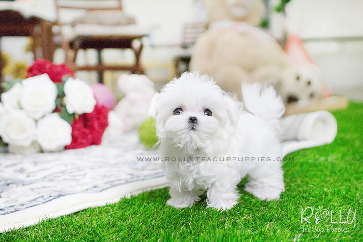 Rolly Teacup Puppies Bailey - Maltese.