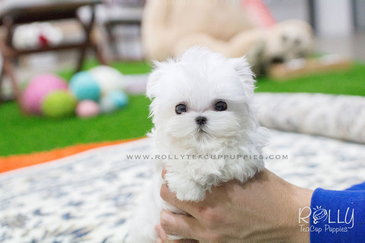 Rolly Teacup Puppies Bailey - Maltese.