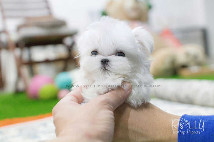 Rolly Teacup Puppies Bailey - Maltese.